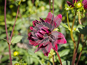 Closeup of a blooming colorful dark red purple Pompon Dahlia flower bud