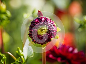 Closeup of a blooming colorful dark red purple Pompon Dahlia flower bud