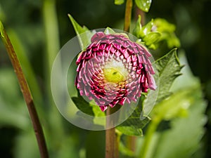 Closeup of a blooming colorful dark red purple Pompon Dahlia flower bud