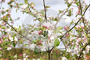 Closeup of a Blooming Crab Apple Tree