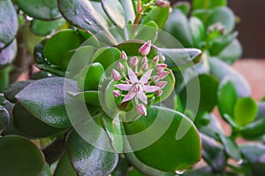 Closeup of blooming Crassula Ovata in early spring. photo