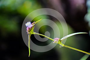 Closeup of a blooming cyanotis fasciculata flower, also known as nilwanti fascicled flower dew grass.