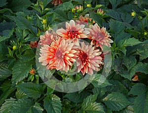 Closeup of blooming Dahlia plant.