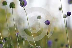Blooming devil`s-bit scabious, Succisa pratensis