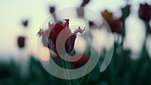 Closeup blooming flower silhouette in sunset background. Beautiful red tulip bud