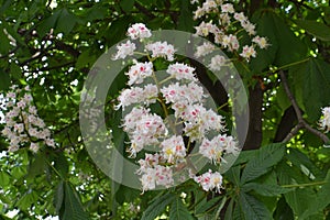 Closeup of blooming flowers on a branch of wild chestnut, Castanea, sometimes called horse chestnut, buckeie, conker tree, or Span