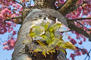 Closeup of blooming Japanese cherry (Prunus serrulata) tree suckers