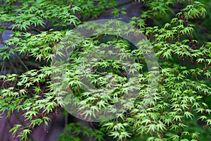 Closeup of blooming Japanese Maple tree leaves