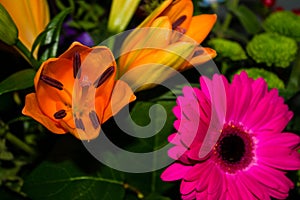 Closeup of blooming Lily flower and pink Gerbera in the flower shop