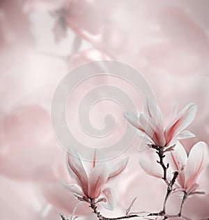 Closeup of blooming magnolia tree in spring on pastel bokeh background