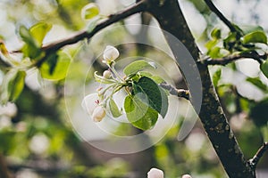 Closeup of a blooming Malus fusca tree under the sunlight with a blurry background