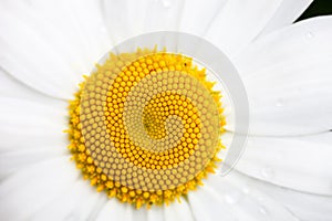 Closeup of the blooming oxeye daisy