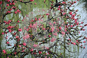 closeup of blooming peach flowers with lake in srping