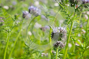 Closeup of a blooming phacelia