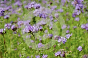 Closeup of a blooming phacelia