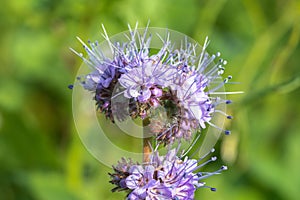 Closeup of a blooming phacelia on a field