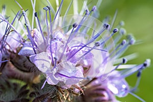 Closeup of a blooming phacelia on a field