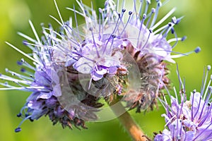 Closeup of a blooming phacelia on a field