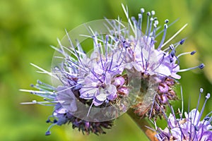 Closeup of a blooming phacelia on a field