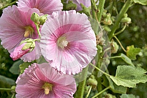 Closeup of blooming pink hollyhock flowers