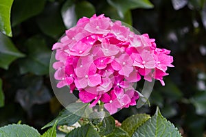 Closeup of blooming pink hortensia flower hydrangea flower with natural green background. Selective focus. Shallow depth of field.