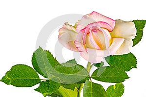 Closeup of blooming pink rose with green leaves