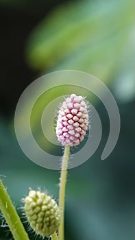 Closeup of blooming pink Sanguisorba officinalis isolated in blurred background