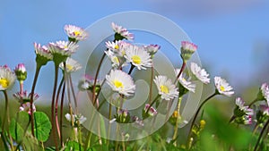 Closeup of blooming pink-and-white daisies in spring against blurred blue sky