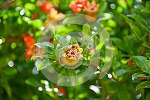 Closeup of a blooming pomegranate tree under the sunlight