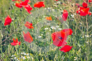 Closeup of blooming popies among other flowering wild plants