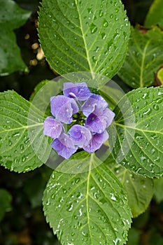 Closeup of blooming purple hortensia flower hydrangea serrata flower with green leaves and waterdrops. Shallow depth of field.