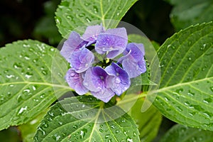 Closeup of blooming purple hortensia flower hydrangea serrata flower with green leaves and waterdrops. Shallow depth of field.