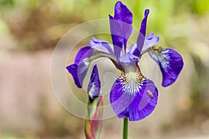 Closeup of blooming purple Iris sibirica sibirian iris with little fly in front of natural green and brown background.