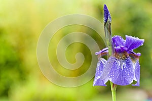 Closeup of blooming purple Iris sibirica sibirian iris with raindrops in front of natural green background with copyspace