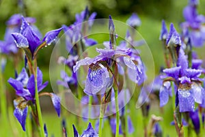 Closeup of blooming purple Iris sibirica sibirian iris in spring with raindrops in front of natural green background.