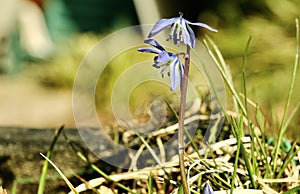 A closeup blooming Purple-ish Flowers in the Wild.