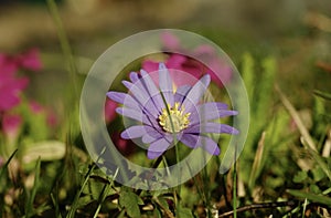 A closeup blooming Purple-ish Flowers in the Wild.