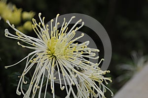 Closeup of blooming rare chrysanthemum flowers on green blur background