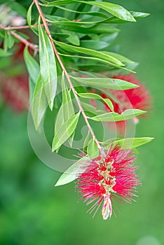 Closeup of blooming red Callistemon Citrinus