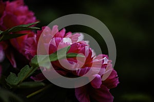 A closeup blooming red peony flower in the garden