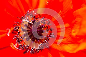 Closeup of the blooming red poppy flower