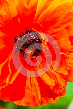 Closeup of the blooming red poppy flower