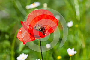 Closeup of the blooming red poppy flower