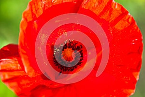 Closeup of the blooming red poppy flower