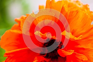 Closeup of the blooming red poppy flower