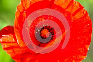 Closeup of the blooming red poppy flower