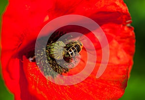 Closeup of the blooming red poppy flower with a bee