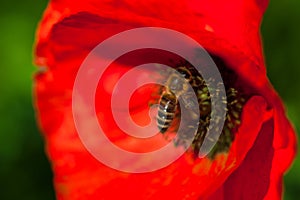 Closeup of the blooming red poppy flower with a bee