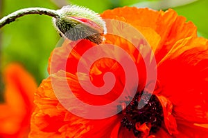 Closeup of the blooming red poppy flower and poppy bud