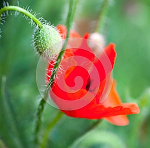 Closeup of the blooming red poppy flower and poppy buds